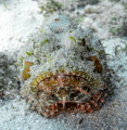   Scorpionfish seen Florida Keys shot Sony A7RIV Ikelite housing. These guys dont back down even divers who are hundreds times their size He was ready fight. housing fight  